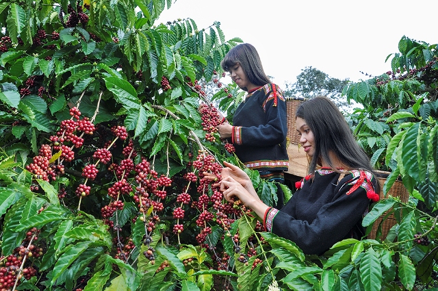 Nhiều hoạt động đặc sắc trong lễ hội cà phê Buôn Ma Thuột lần thứ 8