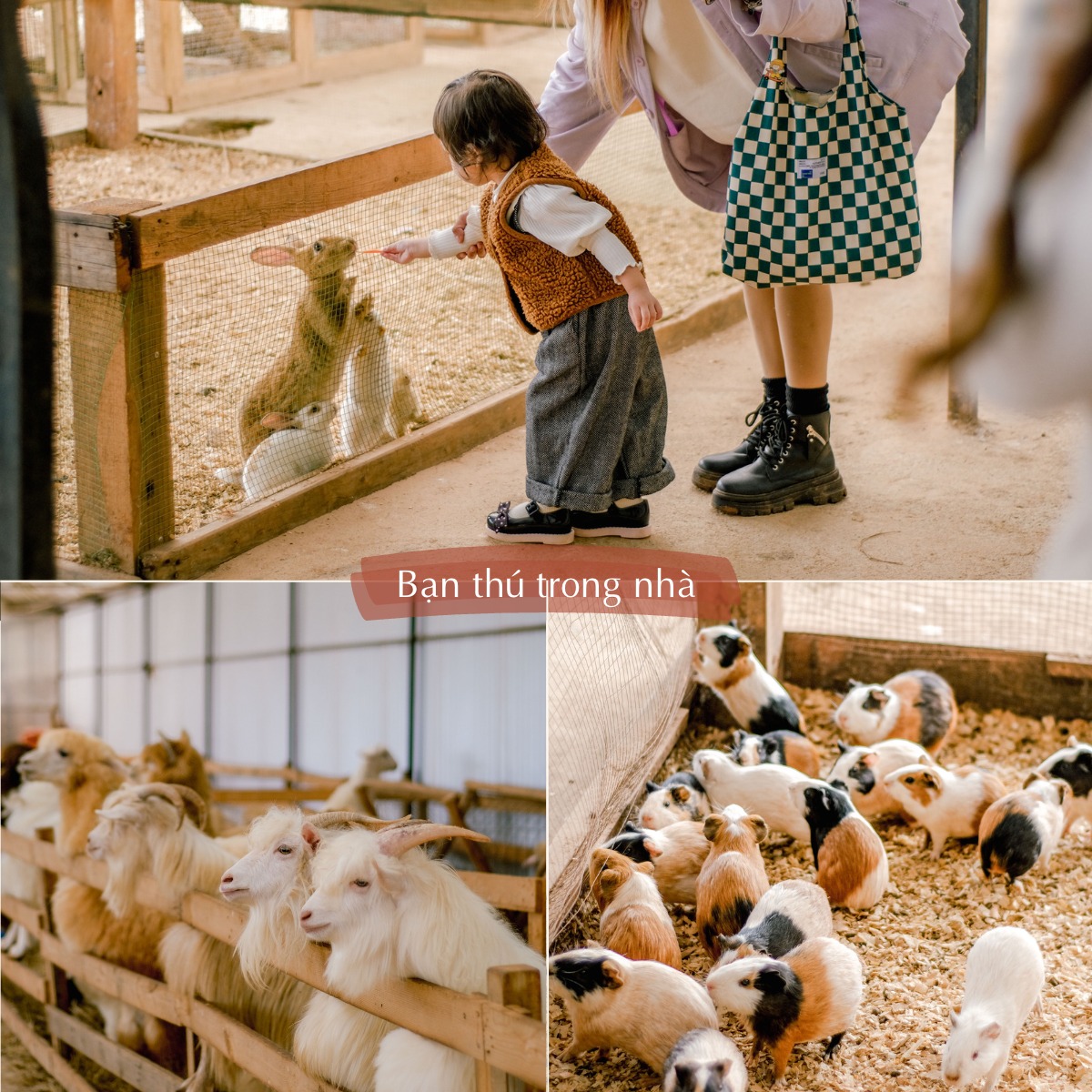 9 lý do Farm Stay là một trải nghiệm hoàn hảo cho trẻ em