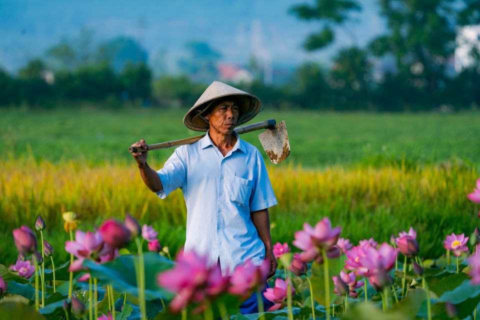 Đẹp yên bình mùa sen tại ngôi làng hơn 650 tuổi ở Thừa Thiên Huế